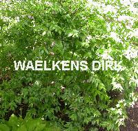 Abelia 'Edward Goucher'