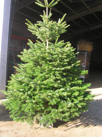 Abies nordmanniana potgekweekt VG