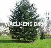 Abies nordmanniana potgekweekt VG