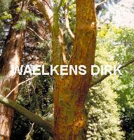 Acer griseum MEERSTAM