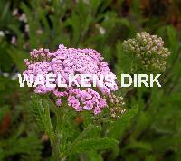 Achillea mill. 'Lilac Beauty'
