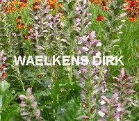Acanthus mollis