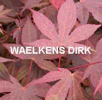 Acer ps. 'Atropurpureum'