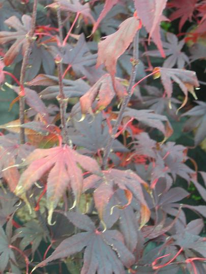 Acer palm. 'Bloodgood'