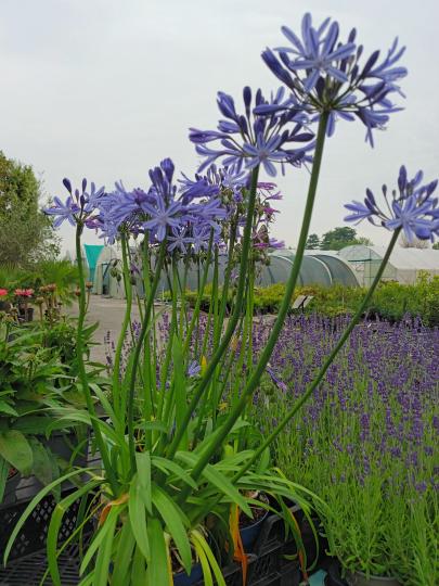 Agapanthus WIT of BLAUW