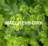 Alchemilla mollis