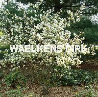 Amelanchier lamarckii