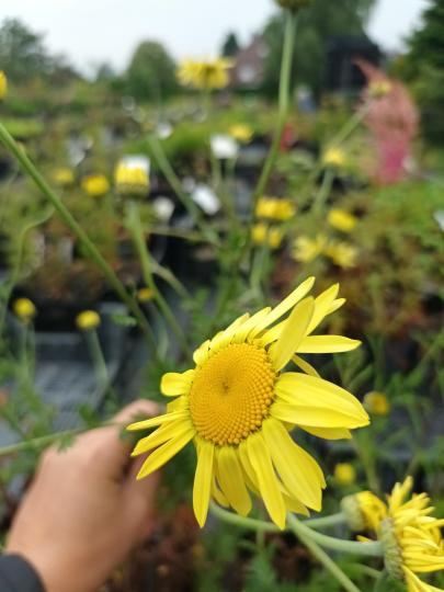 Anthemis 'E.C. Buxton'