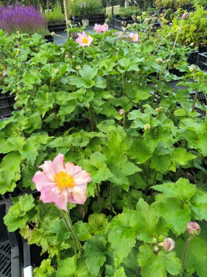 Anemone hybr. 'Koningin Charlotte'