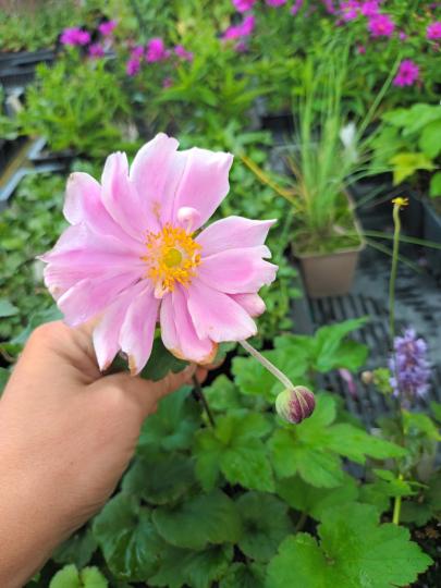 anemone hup september charm