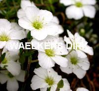 Arenaria montana