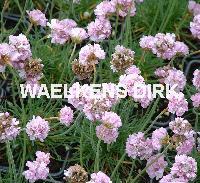 Armeria mar. 'Rosea'