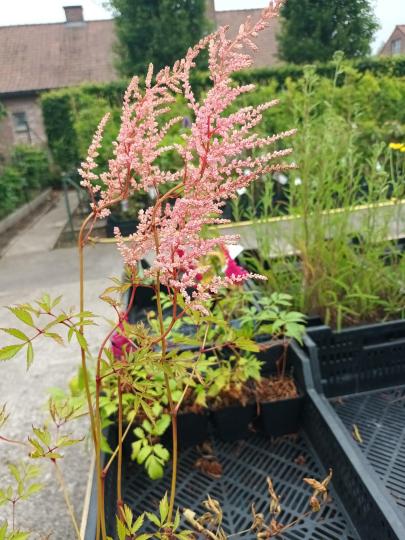 Astilbe arendsii ERIKA     ROZE