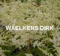 Astilbe (A) 'Brautschleier'