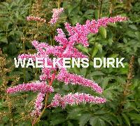 Astilbe (A) 'Cattleya'