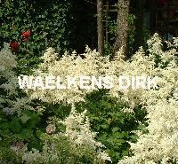 Astilbe (J) 'Deutschland'