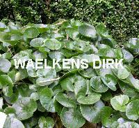 Asarum europaeum