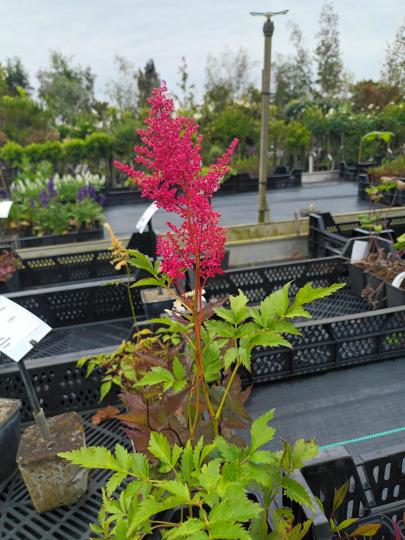 Astilbe (A) 'Fanal'