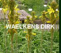 Asphodeline lutea
