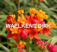 Asclepias tuberosa