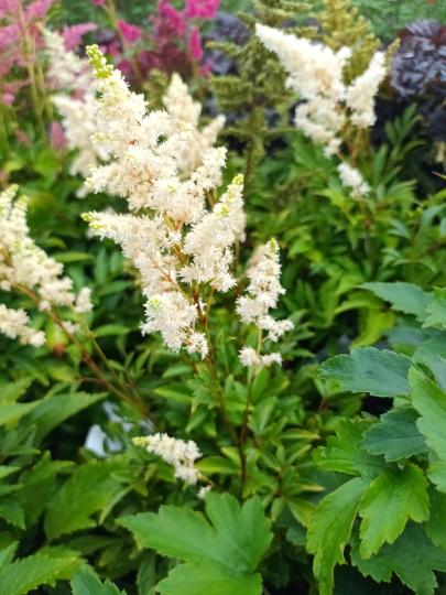 astilbe arendsii astary white