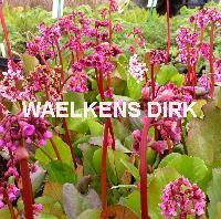 Bergenia cordifolia