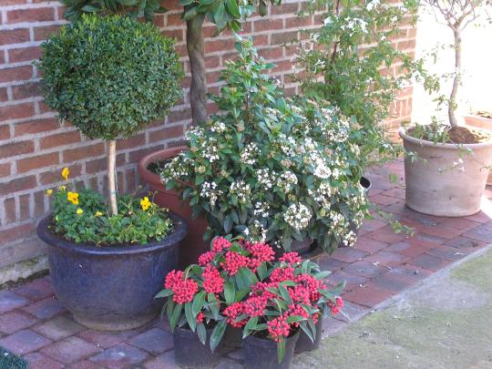 Bloempot winter