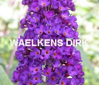 Buddleja dav. 'Black Knight'