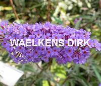 Buddleja dav. 'Nanho Blue'