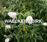 Buddleja dav. 'White Profusion'