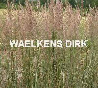 Calamagrostis acut.'Overdam'