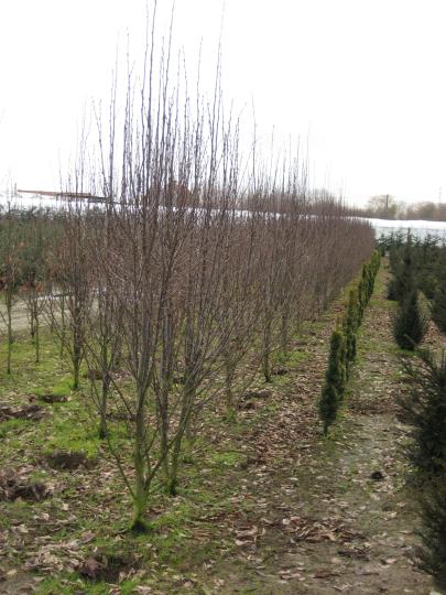 Carpinus betulus 'Fastigiata'