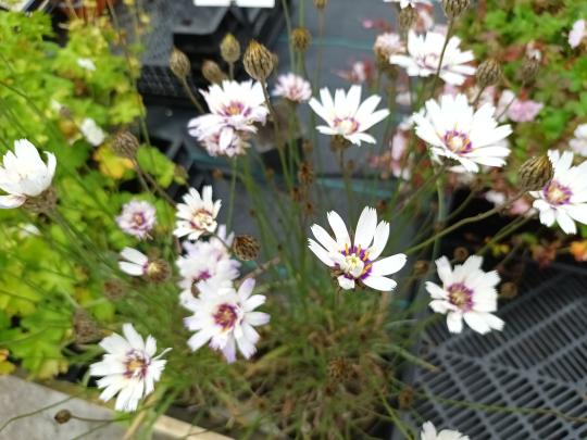 Catananche caerulea