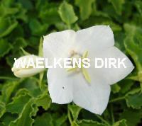 Campanula carp. 'Weisse Clips'