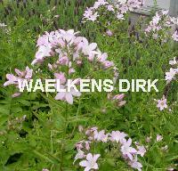 Campanula lact. 'Loddon Anna'