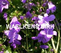 Campanula portenschlagiana