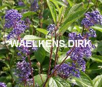 Ceanothus del. 'Henry desfosse'