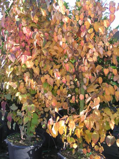 Cercidiphyllum japonicum