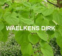 Cercidiphyllum japonicum