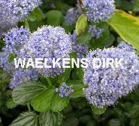 Ceanothus thyrsiflorus repens