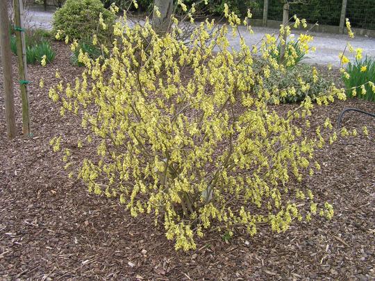Chimonanthus praecox