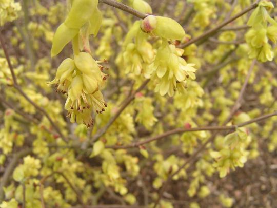 Chimonanthus praecox