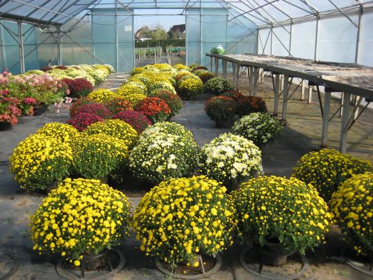 Chrysant
