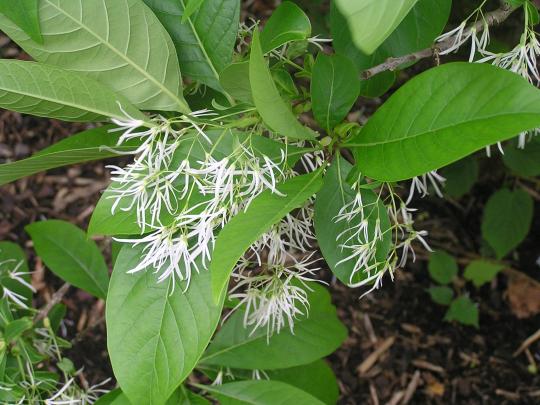 Chionanthus virginicus