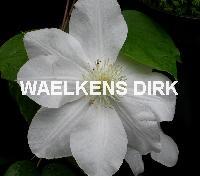 Clematis 'Madame Le Coultre'