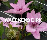 Clematis 'Hagley Hybrid'
