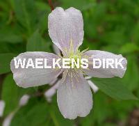 Clematis montana rubens