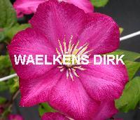 Clematis 'Ville de Lyon'