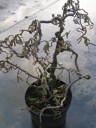 Corylus avellana 'Contorta'