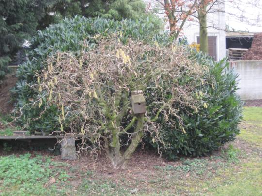 Corylus avellana 'Contorta'